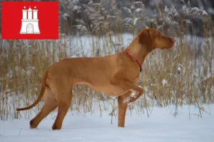 Mehr über den Artikel erfahren Magyar Vizsla Züchter und Welpen in Hamburg