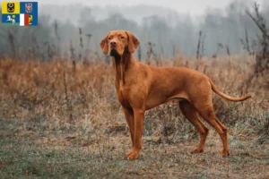 Mehr über den Artikel erfahren Magyar Vizsla Züchter und Welpen in Mähren-Schlesien