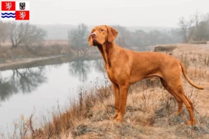 Mehr über den Artikel erfahren Magyar Vizsla Züchter und Welpen in Mittelböhmen