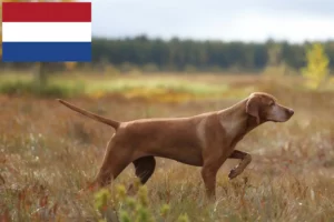 Mehr über den Artikel erfahren Magyar Vizsla Züchter und Welpen in den Niederlanden