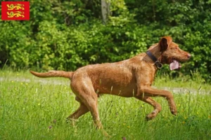 Mehr über den Artikel erfahren Magyar Vizsla Züchter und Welpen in der Normandie