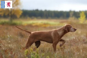 Mehr über den Artikel erfahren Magyar Vizsla Züchter und Welpen in Nouvelle-Aquitaine