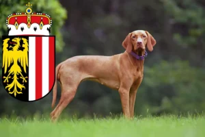 Mehr über den Artikel erfahren Magyar Vizsla Züchter und Welpen in Oberösterreich