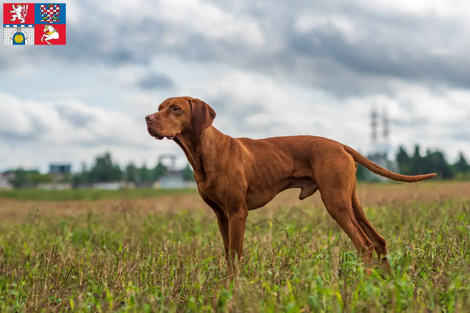 Magyar Vizsla Züchter und Welpen in Pardubice DogWeb.de