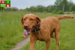 Mehr über den Artikel erfahren Magyar Vizsla Züchter und Welpen in Pilsen