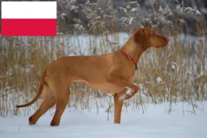 Mehr über den Artikel erfahren Magyar Vizsla Züchter und Welpen in Polen