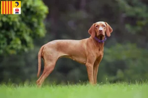 Mehr über den Artikel erfahren Magyar Vizsla Züchter und Welpen in der Provence-Alpes-Côte d’Azur