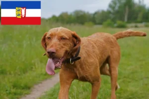 Mehr über den Artikel erfahren Magyar Vizsla Züchter und Welpen in Schleswig-Holstein