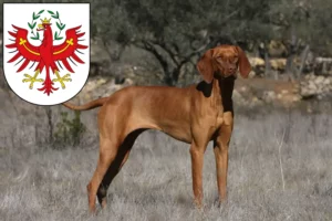 Mehr über den Artikel erfahren Magyar Vizsla Züchter und Welpen in Tirol