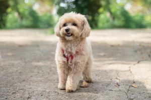 Mehr über den Artikel erfahren Maltipoo Züchter