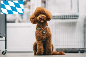 Mehr über den Artikel erfahren Maltipoo Züchter und Welpen in Bayern