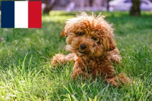 Mehr über den Artikel erfahren Maltipoo Züchter und Welpen in Frankreich