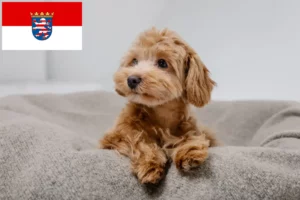 Mehr über den Artikel erfahren Maltipoo Züchter und Welpen in Hessen