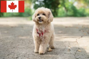 Mehr über den Artikel erfahren Maltipoo Züchter und Welpen in Kanada