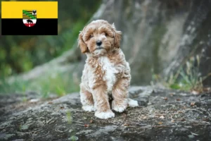 Mehr über den Artikel erfahren Maltipoo Züchter und Welpen in Sachsen-Anhalt