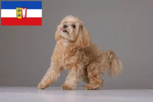 Mehr über den Artikel erfahren Maltipoo Züchter und Welpen in Schleswig-Holstein