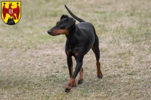 Mehr über den Artikel erfahren Manchester-Terrier Züchter und Welpen im Burgenland