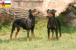 Mehr über den Artikel erfahren Manchester-Terrier Züchter und Welpen in Limburg