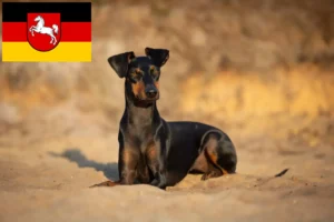 Mehr über den Artikel erfahren Manchester-Terrier Züchter und Welpen in Niedersachsen