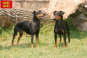 Mehr über den Artikel erfahren Manchester-Terrier Züchter und Welpen in der Normandie