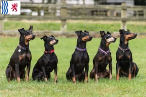 Mehr über den Artikel erfahren Manchester-Terrier Züchter und Welpen in Nouvelle-Aquitaine