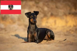 Mehr über den Artikel erfahren Manchester-Terrier Züchter und Welpen in Österreich