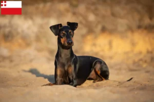 Mehr über den Artikel erfahren Manchester-Terrier Züchter und Welpen in Utrecht