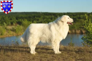 Mehr über den Artikel erfahren Maremmen-Abruzzen-Schäferhund Züchter und Welpen in Centre-Val de Loire