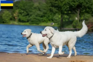 Mehr über den Artikel erfahren Maremmen-Abruzzen-Schäferhund Züchter und Welpen in Gelderland