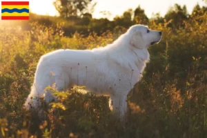 Mehr über den Artikel erfahren Maremmen-Abruzzen-Schäferhund Züchter und Welpen in Overijssel