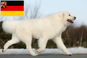 Mehr über den Artikel erfahren Maremmen-Abruzzen-Schäferhund Züchter und Welpen in Rheinland-Pfalz