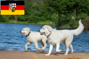 Mehr über den Artikel erfahren Maremmen-Abruzzen-Schäferhund Züchter und Welpen im Saarland