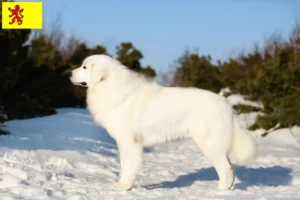 Mehr über den Artikel erfahren Maremmen-Abruzzen-Schäferhund Züchter und Welpen in Südholland