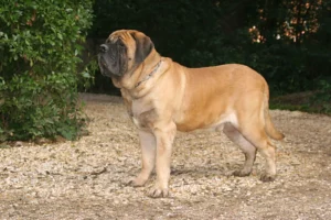 Mehr über den Artikel erfahren Mastiff Züchter