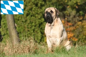 Mehr über den Artikel erfahren Mastiff Züchter und Welpen in Bayern