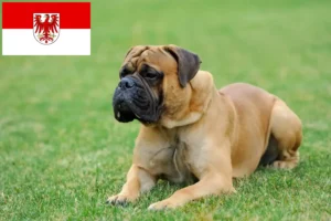 Mehr über den Artikel erfahren Mastiff Züchter und Welpen in Brandenburg