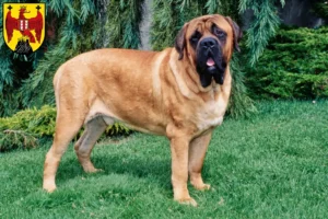 Mehr über den Artikel erfahren Mastiff Züchter und Welpen im Burgenland