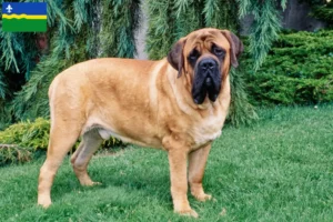 Mehr über den Artikel erfahren Mastiff Züchter und Welpen in Flevoland