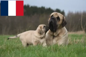 Mehr über den Artikel erfahren Mastiff Züchter und Welpen in Frankreich