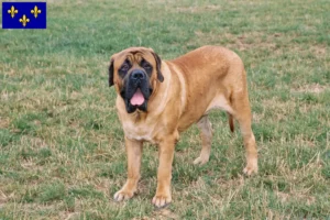 Mehr über den Artikel erfahren Mastiff Züchter und Welpen in Île-de-France