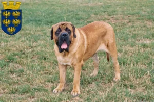 Mehr über den Artikel erfahren Mastiff Züchter und Welpen in Niederösterreich