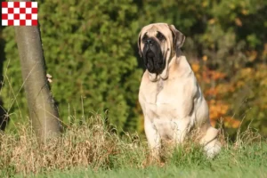 Mehr über den Artikel erfahren Mastiff Züchter und Welpen in Nordbrabant