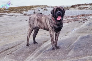 Mehr über den Artikel erfahren Mastiff Züchter und Welpen in Nordjylland