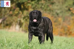 Mehr über den Artikel erfahren Mastiff Züchter und Welpen in Nouvelle-Aquitaine