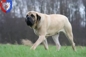 Mehr über den Artikel erfahren Mastiff Züchter und Welpen in Pays de la Loire