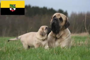 Mehr über den Artikel erfahren Mastiff Züchter und Welpen in Sachsen-Anhalt