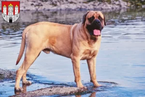 Mehr über den Artikel erfahren Mastiff Züchter und Welpen in Salzburg