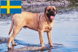 Mehr über den Artikel erfahren Mastiff Züchter und Welpen in Schweden