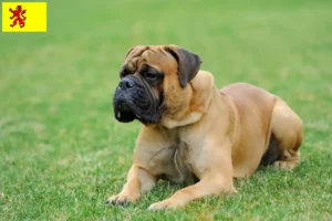 Mehr über den Artikel erfahren Mastiff Züchter und Welpen in Südholland