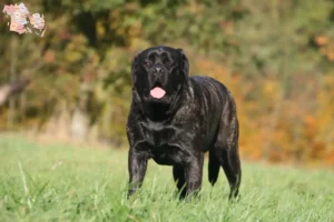 Mehr über den Artikel erfahren Mastiff Züchter und Welpen in Syddanmark